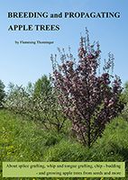 Grafting of apple trees